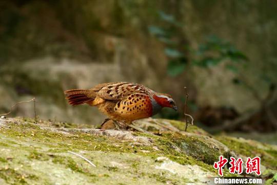 鼓岭鸟儿