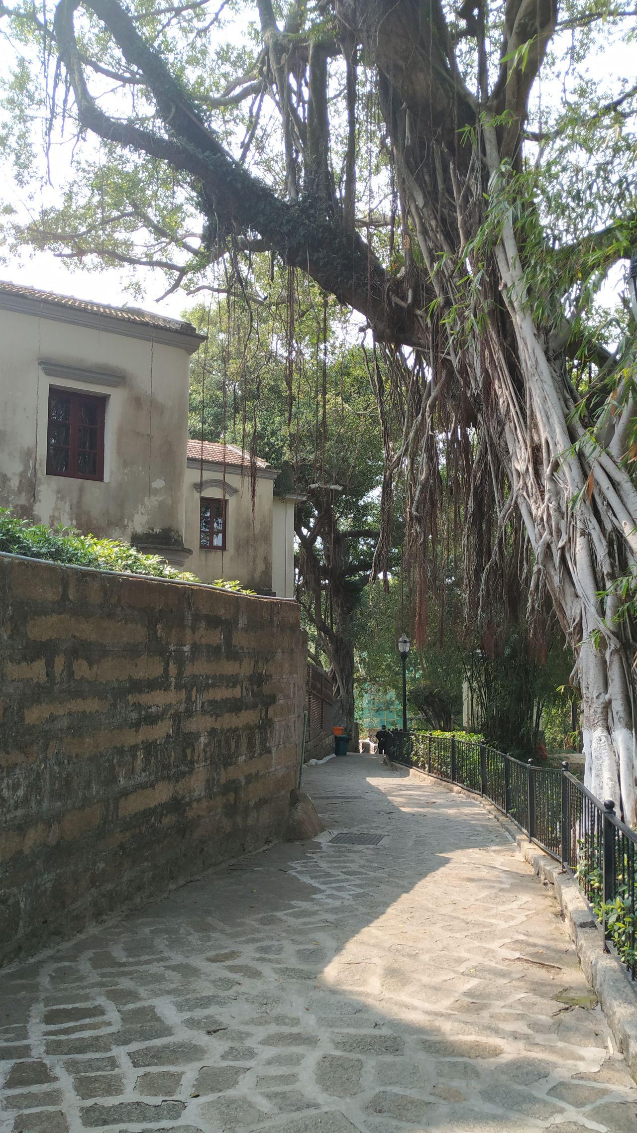 鼓浪屿最新旅游线路攻略_厦门鼓浪屿旅游攻略_鼓浪屿船票儿童票说明