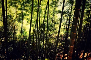 白水洋旅游费用多少钱_白水洋游记_白水洋旅行攻略