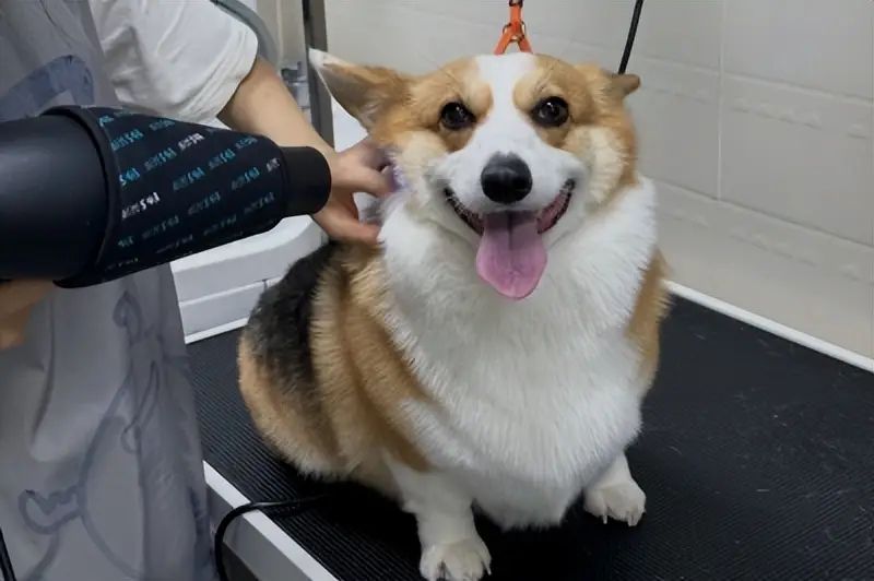 地推APP拉新_家政服务_自己怎么接单做保洁