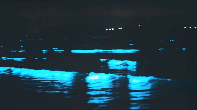 平潭岛的蓝眼泪图片_平潭蓝眼泪追泪拍照指南_平潭蓝眼泪最佳观赏点位推荐