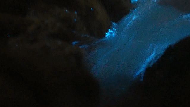 平潭岛的蓝眼泪图片_平潭蓝眼泪追泪拍照指南_平潭蓝眼泪最佳观赏点位推荐