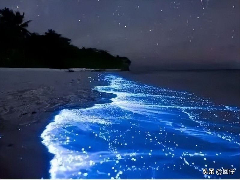 长江澳风车海岸蓝眼泪_平潭岛的蓝眼泪图片_平潭岛3-5月旅行