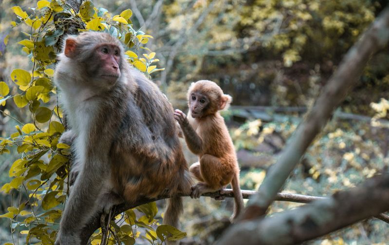 屏南旅游十大景点_屏南旅游攻略_鸳鸯溪旅游攻略