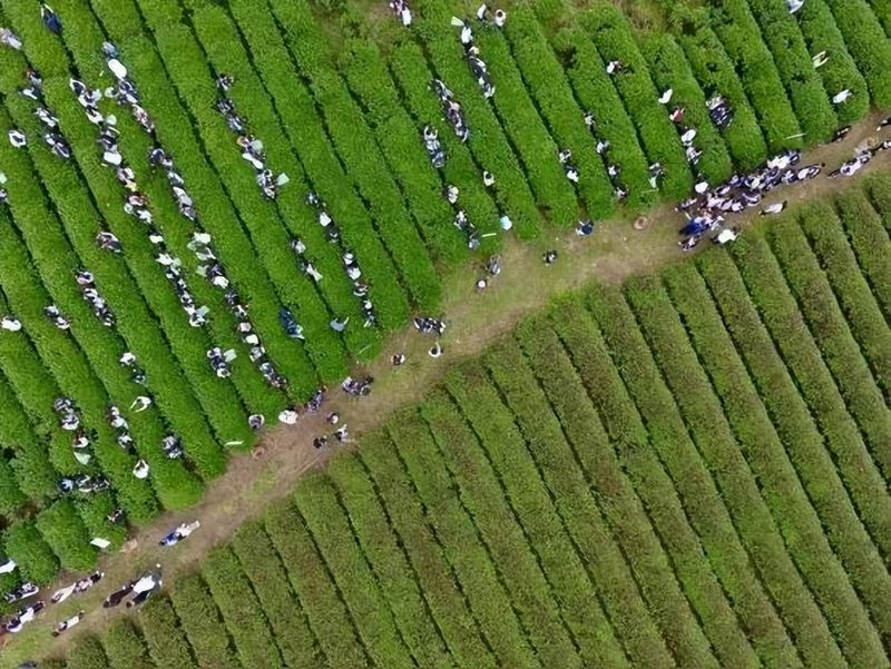 武夷山暑期文旅市场发展前景_武夷山旅游攻略二日游价格_武夷山景区中高考生优惠政策10元观光车